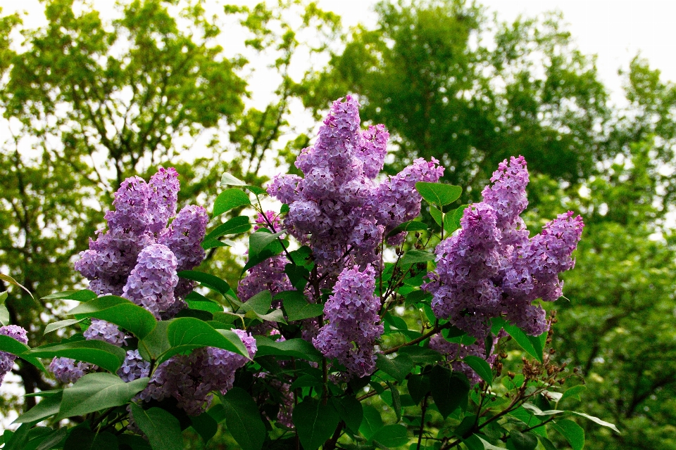 Tree nature blossom plant