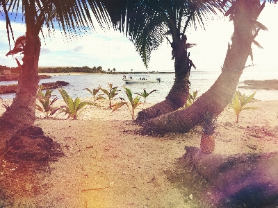 Beach tree water sand Photo