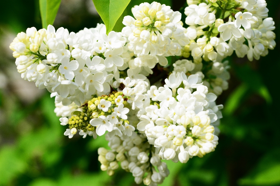 ブランチ 花 植物 甘い