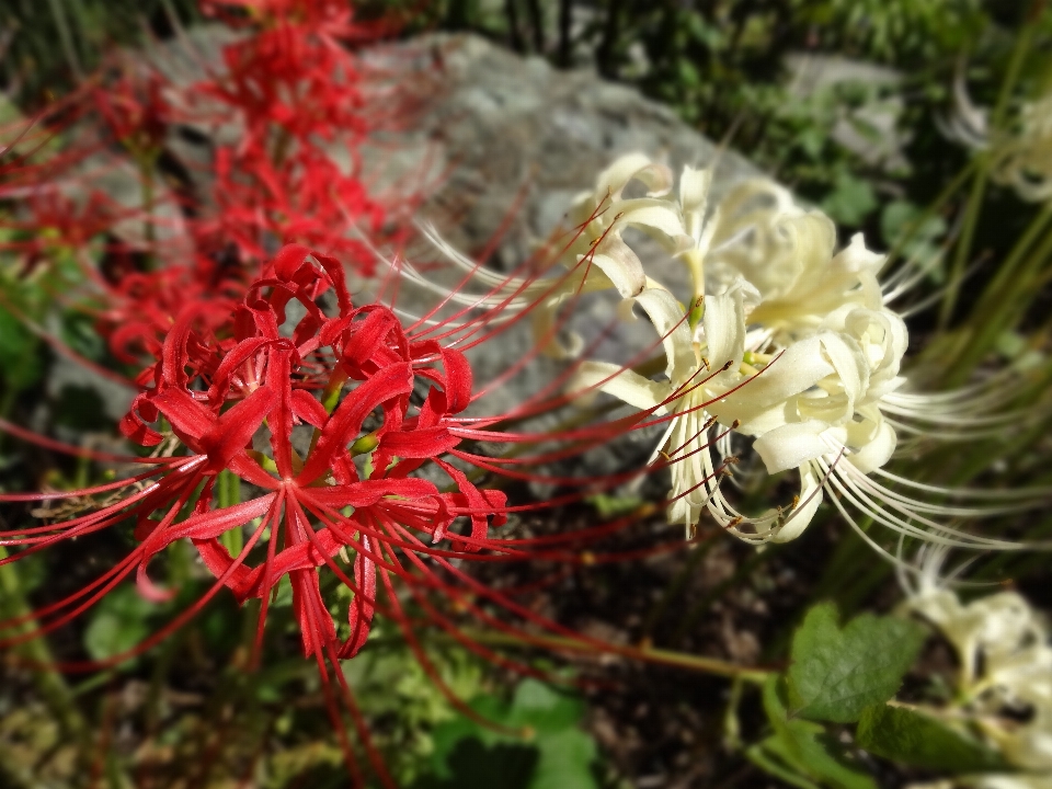 Blossom plant leaf flower