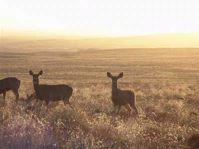 Nature sand prairie desert Photo