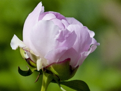 Foto Naturaleza florecer planta flor