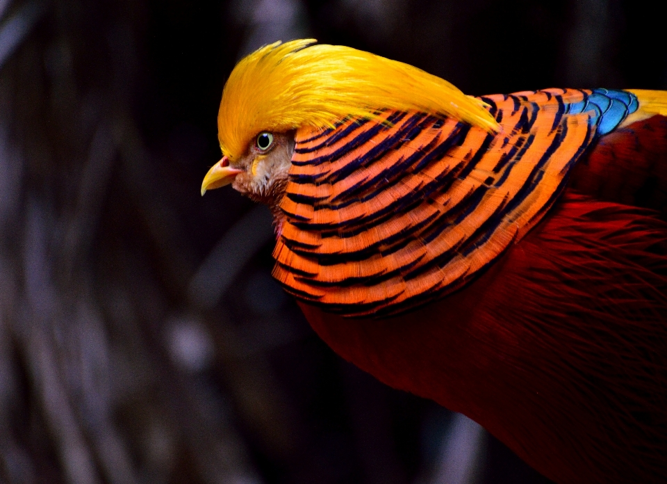 Vogel flügel fotografie blatt