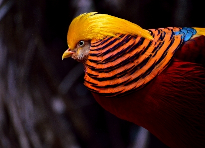 Bird wing photography leaf Photo