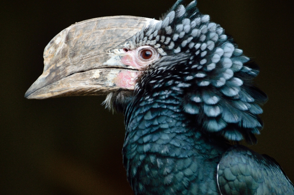 鳥 羽 野生動物 嘴