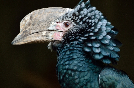 Foto Burung sayap margasatwa paruh