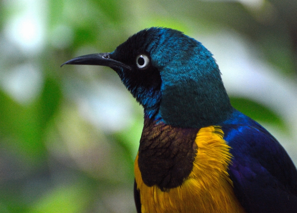 Natureza pássaro animais selvagens bico