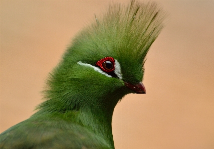 Foto Uccello ala animali selvatici verde