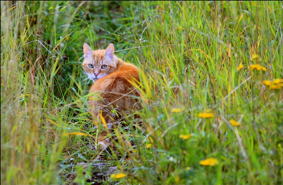 Natur gras haar feld