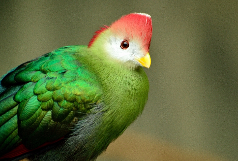 Burung sayap margasatwa hijau