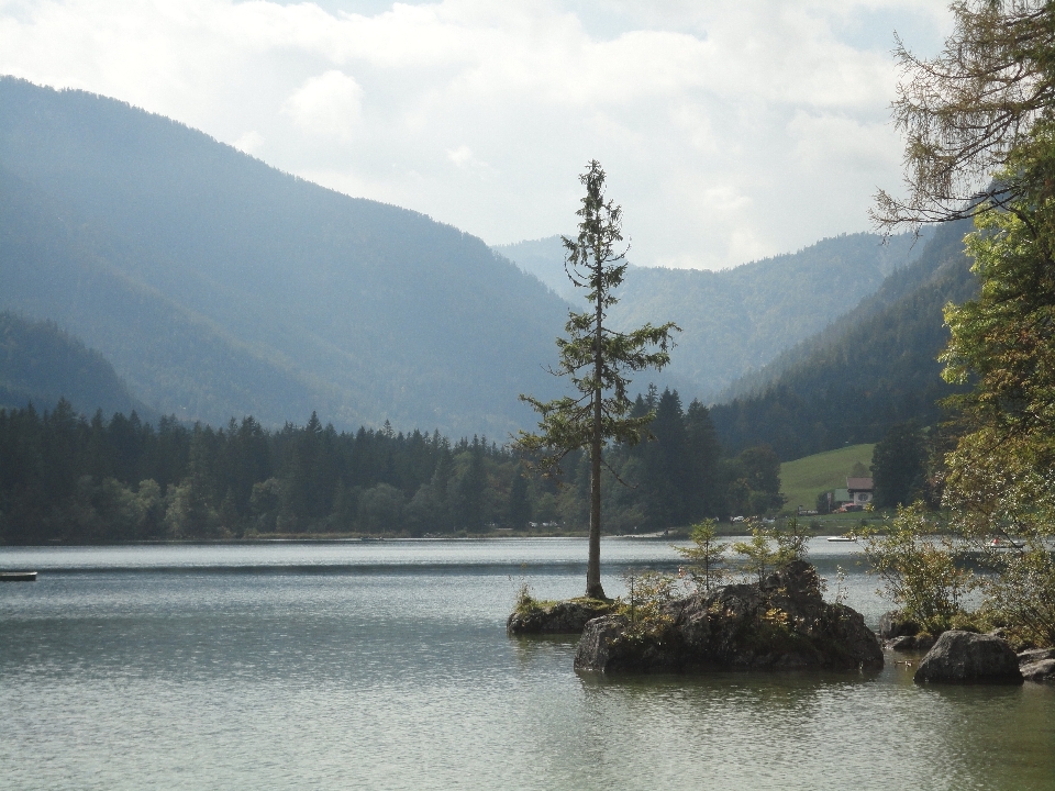 Landscape tree water nature