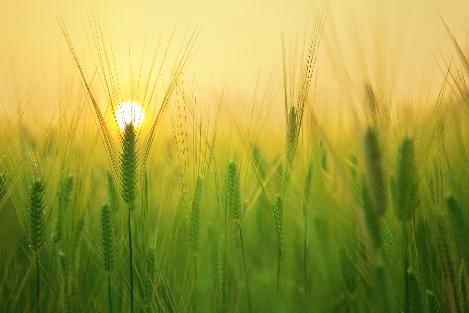 Landscape nature grass growth