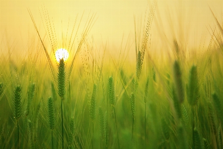 Landscape nature grass growth Photo