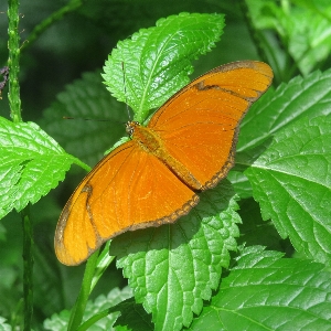 Nature outdoor wing leaf Photo