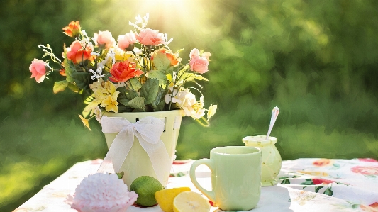 Table plant sunshine morning Photo