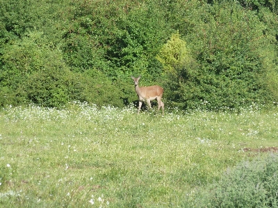 Grass meadow prairie wildlife Photo