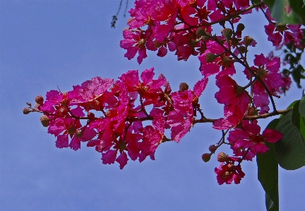 木 ブランチ 花 植物 写真