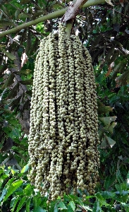 Foto árbol planta flor producir