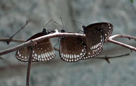 Nature outdoor wing photography Photo