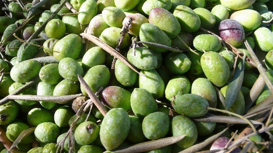 Nature plant field fruit Photo