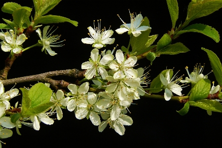 木 ブランチ 花 植物 写真