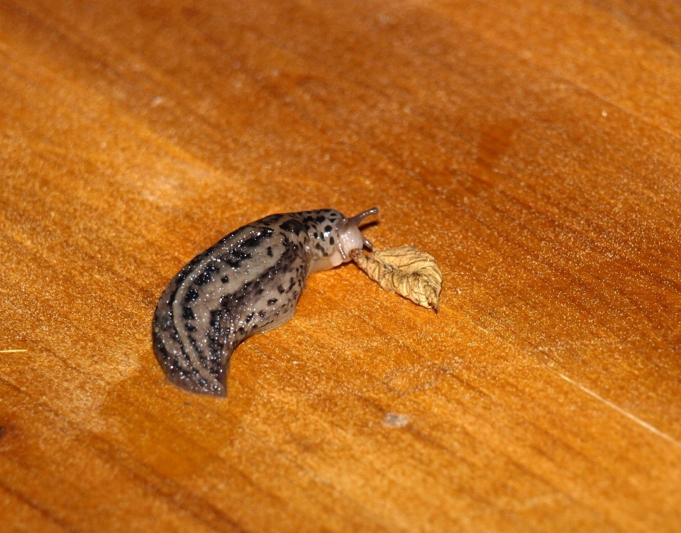 Hoja reptil comer fauna