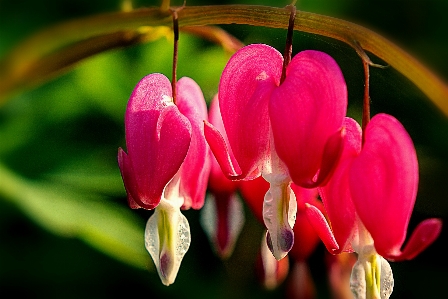 Blossom plant leaf flower Photo