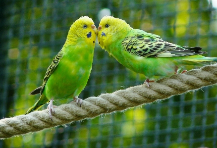 Branch bird rope wing Photo