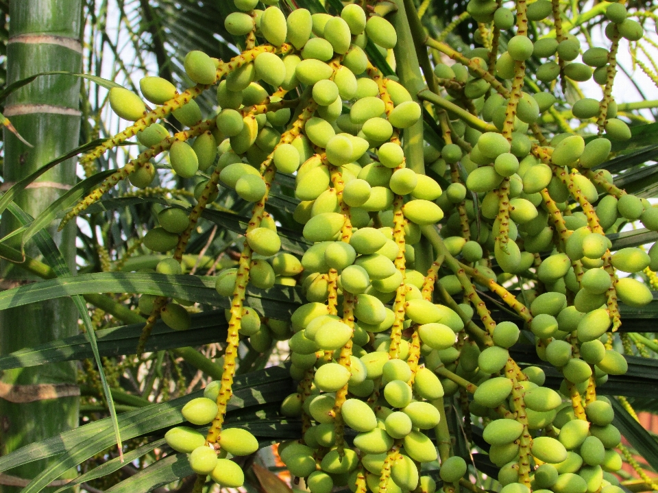 Planta fruta palmera flor