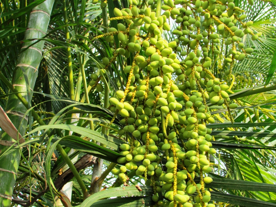 Pohon tanaman buah palem