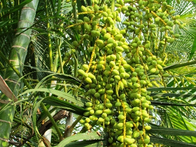 树 植物 水果 棕榈树 照片