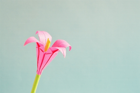 花 植物 葉 花弁 写真