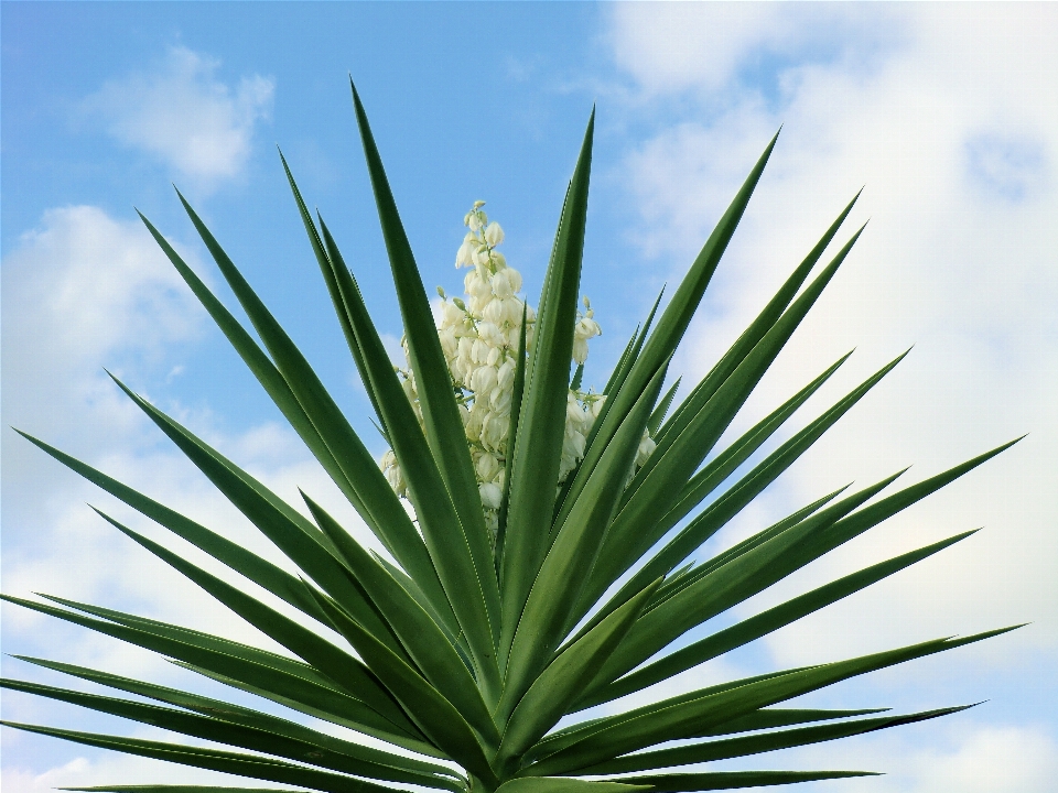 árvore natureza grama plantar