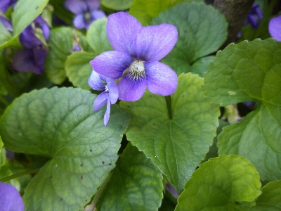 Photo Nature usine fleur printemps