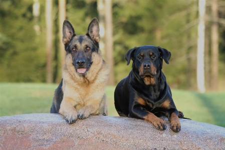 Dog mammal german shepherd dogs Photo