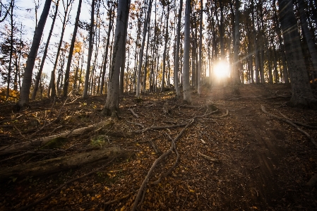 Foto Paesaggio albero natura foresta