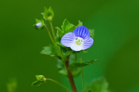 Photo Usine prairie
 fleur pétale