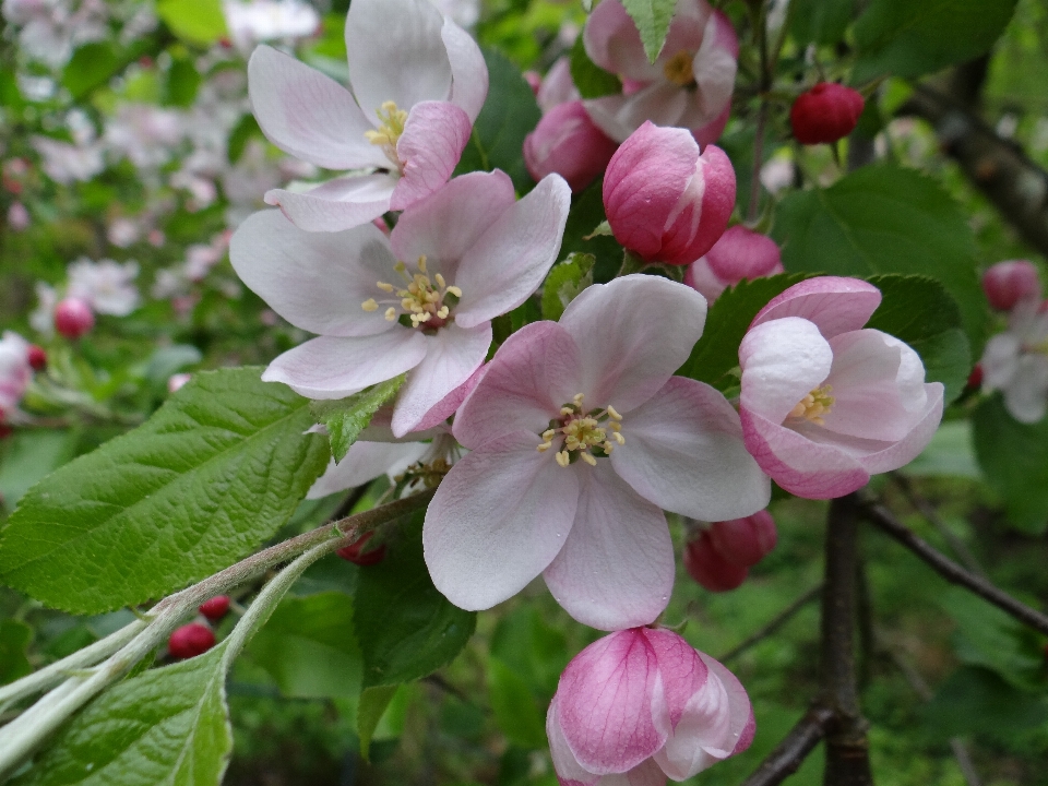 Apple 开花 植物 花