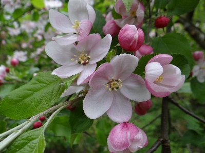 Foto Apple fiore pianta petalo