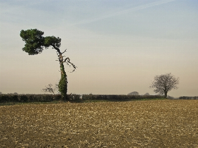 Landscape tree nature grass Photo