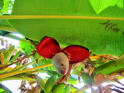 Foto Pohon cabang tanaman buah