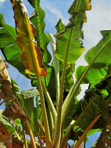 Photo Arbre usine feuille fleur