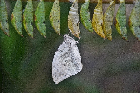 Foto Pohon alam cabang tanaman