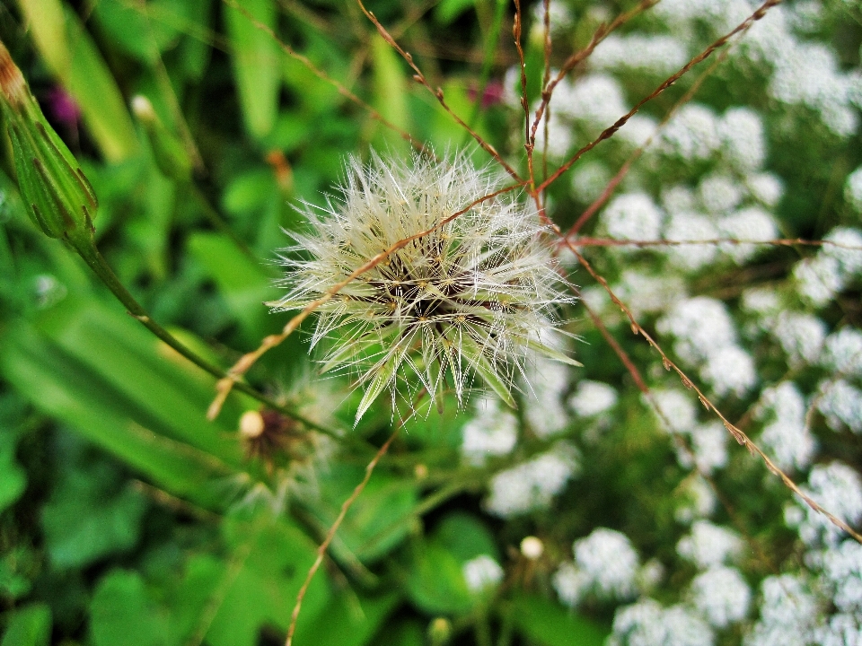 Tree nature grass branch