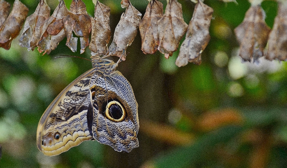 Alam cabang daun bunga