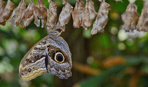 Foto Alam cabang daun bunga