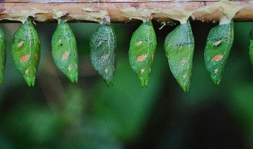 Foto Pohon alam rumput cabang