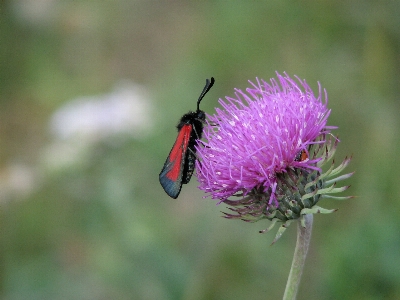 Nature outdoor blossom wing Photo