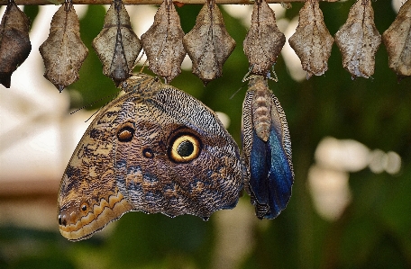 Foto Natura ramo foglia fiore