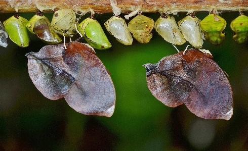 Foto Alam fotografi daun bunga